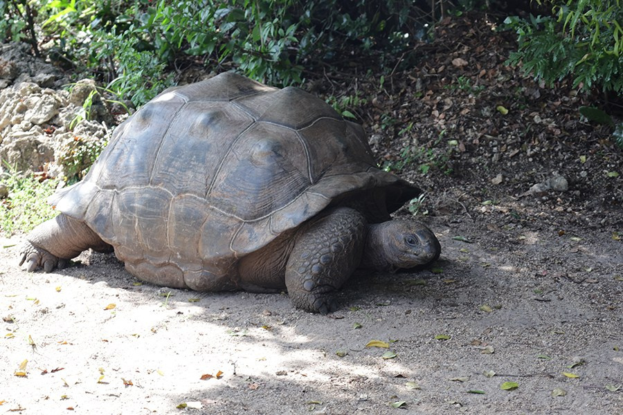 Занзибар. Elina Reisen. Туристическое агентство в Аугсбурге