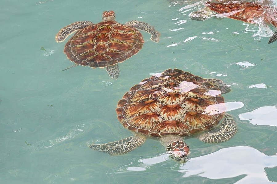 Занзибар. Elina Reisen. Туристическое агентство в Аугсбурге