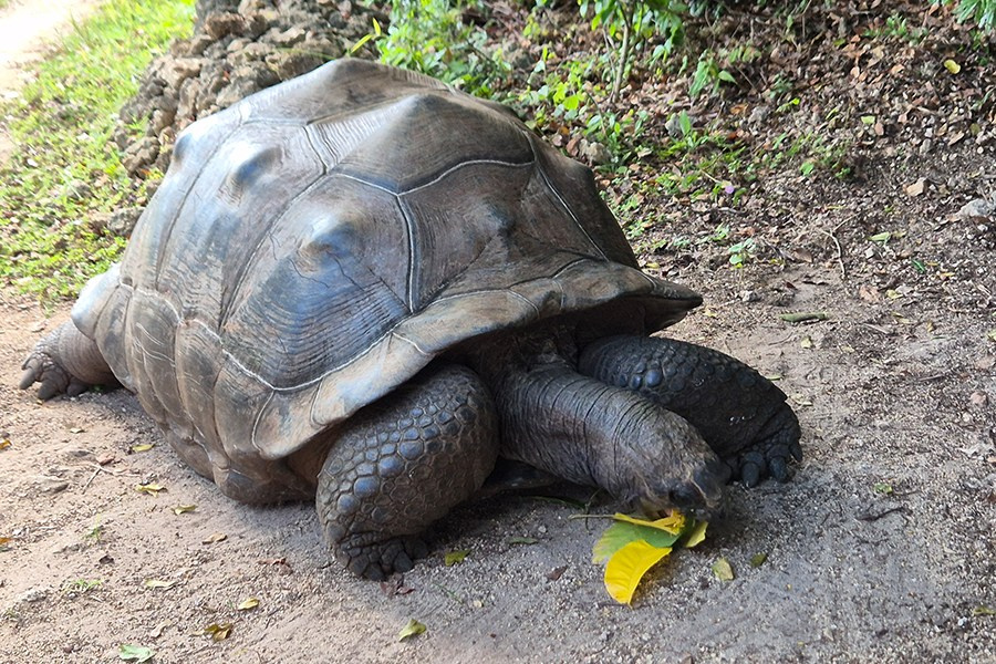 Занзибар. Elina Reisen. Туристическое агентство в Аугсбурге