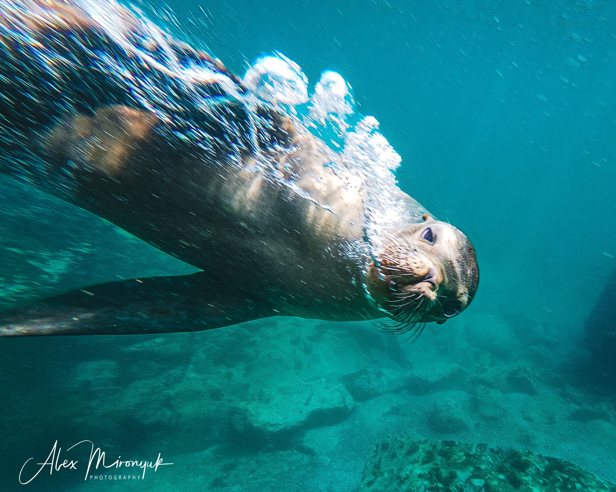 Galapagos Islands Adventure. Pet, Senior, Landscape, portrait studio, photographer in Miami and Sou
