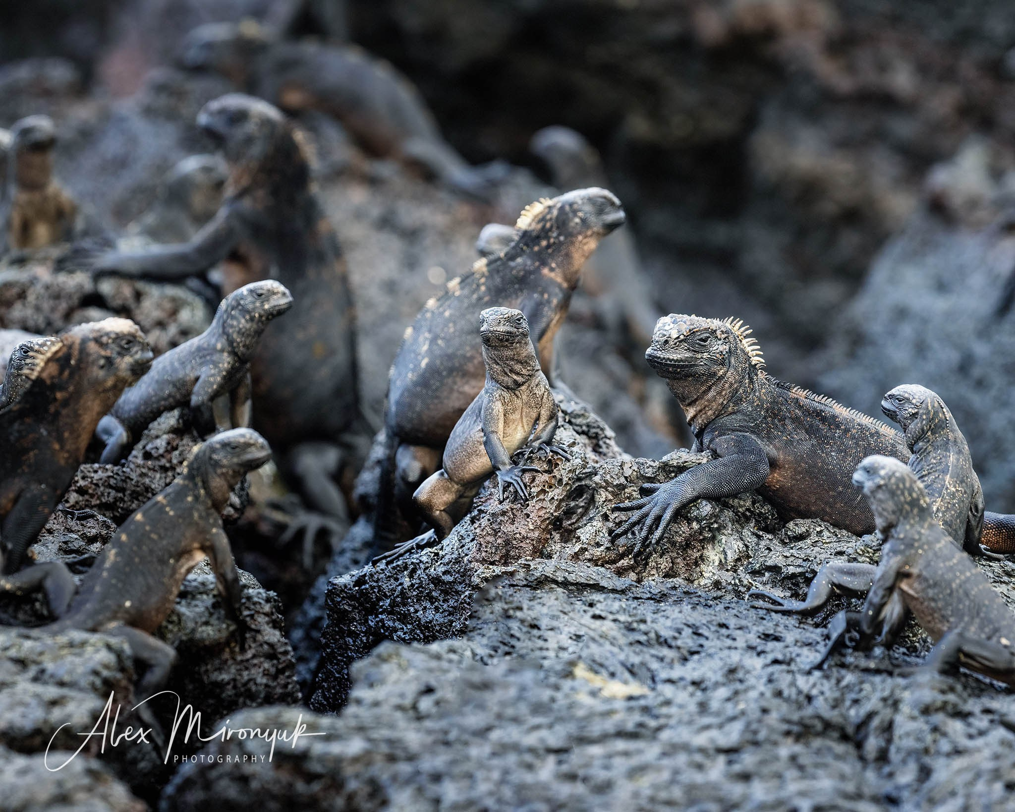 Galapagos Islands Adventure. Pet, Senior, Landscape, portrait studio, photographer in Miami and Sou