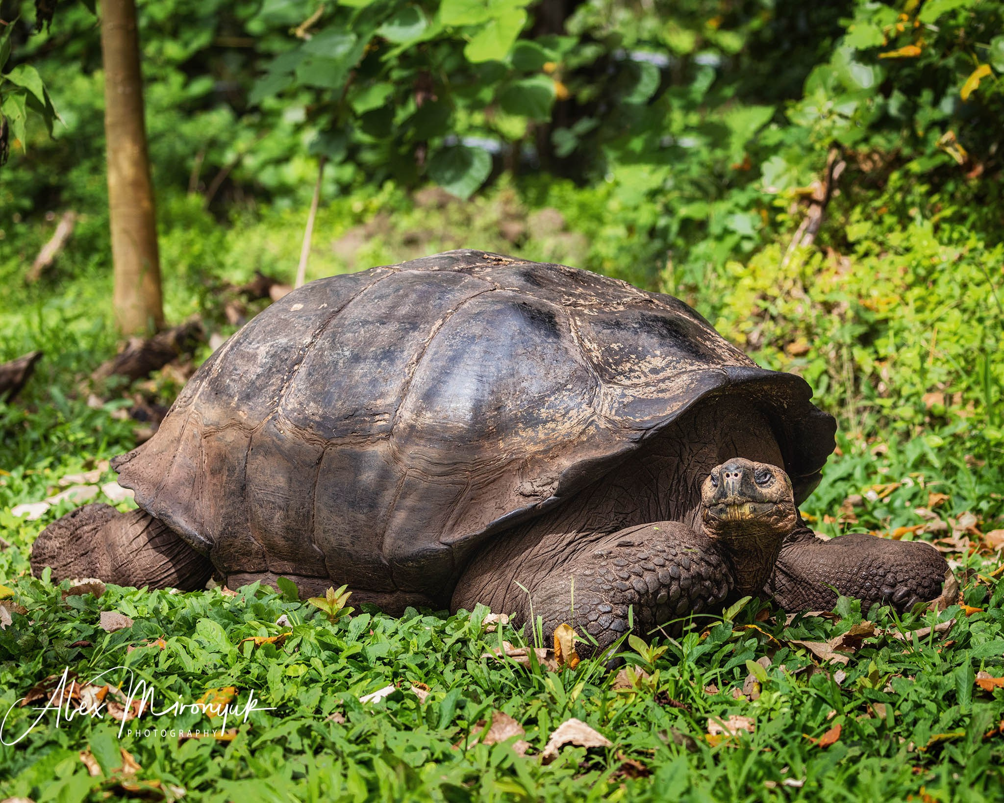 Galapagos Islands Adventure. Pet, Senior, Landscape, portrait studio, photographer in Miami and Sou