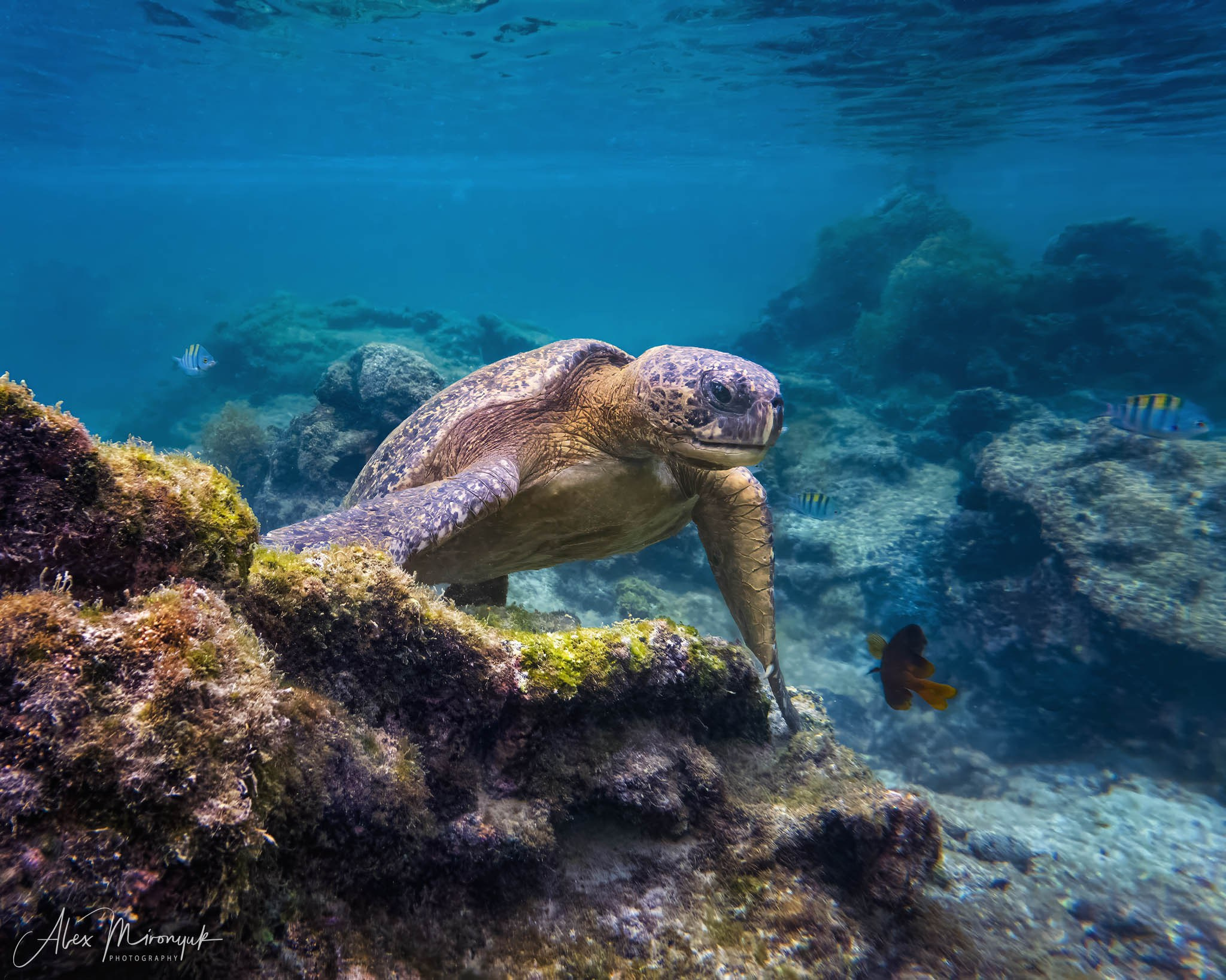 Galapagos Islands Adventure. Pet, Senior, Landscape, portrait studio, photographer in Miami and Sou