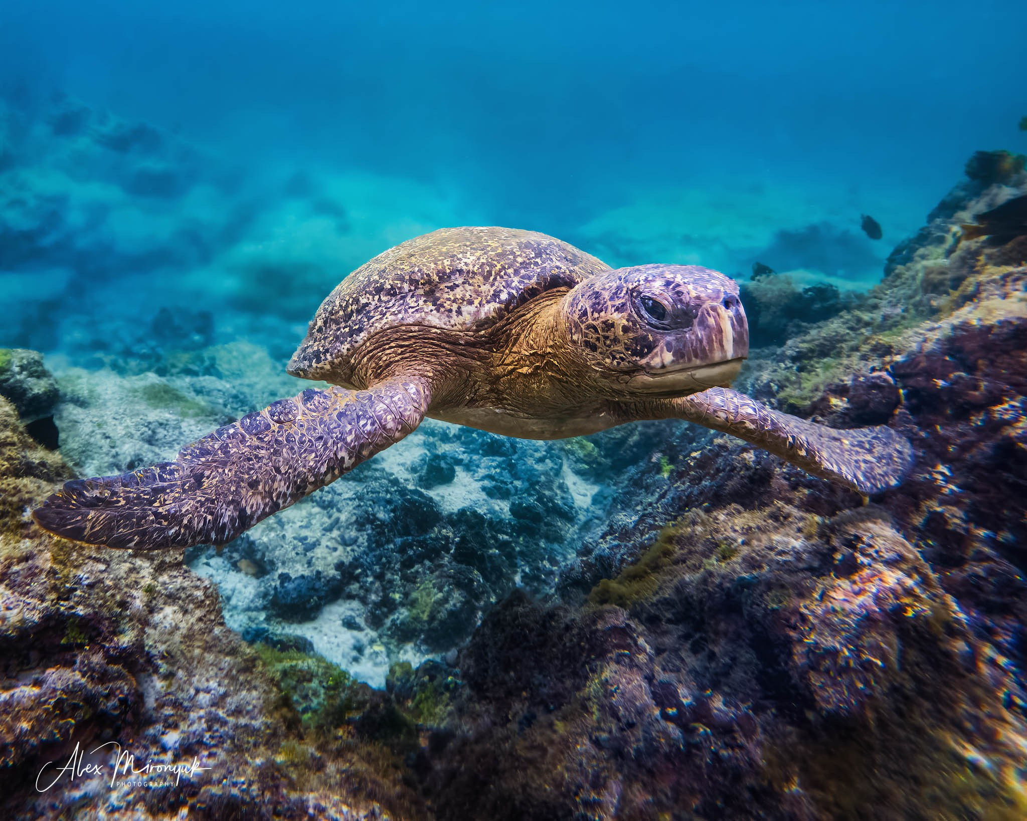 Galapagos Islands Adventure. Pet, Senior, Landscape, portrait studio, photographer in Miami and Sou