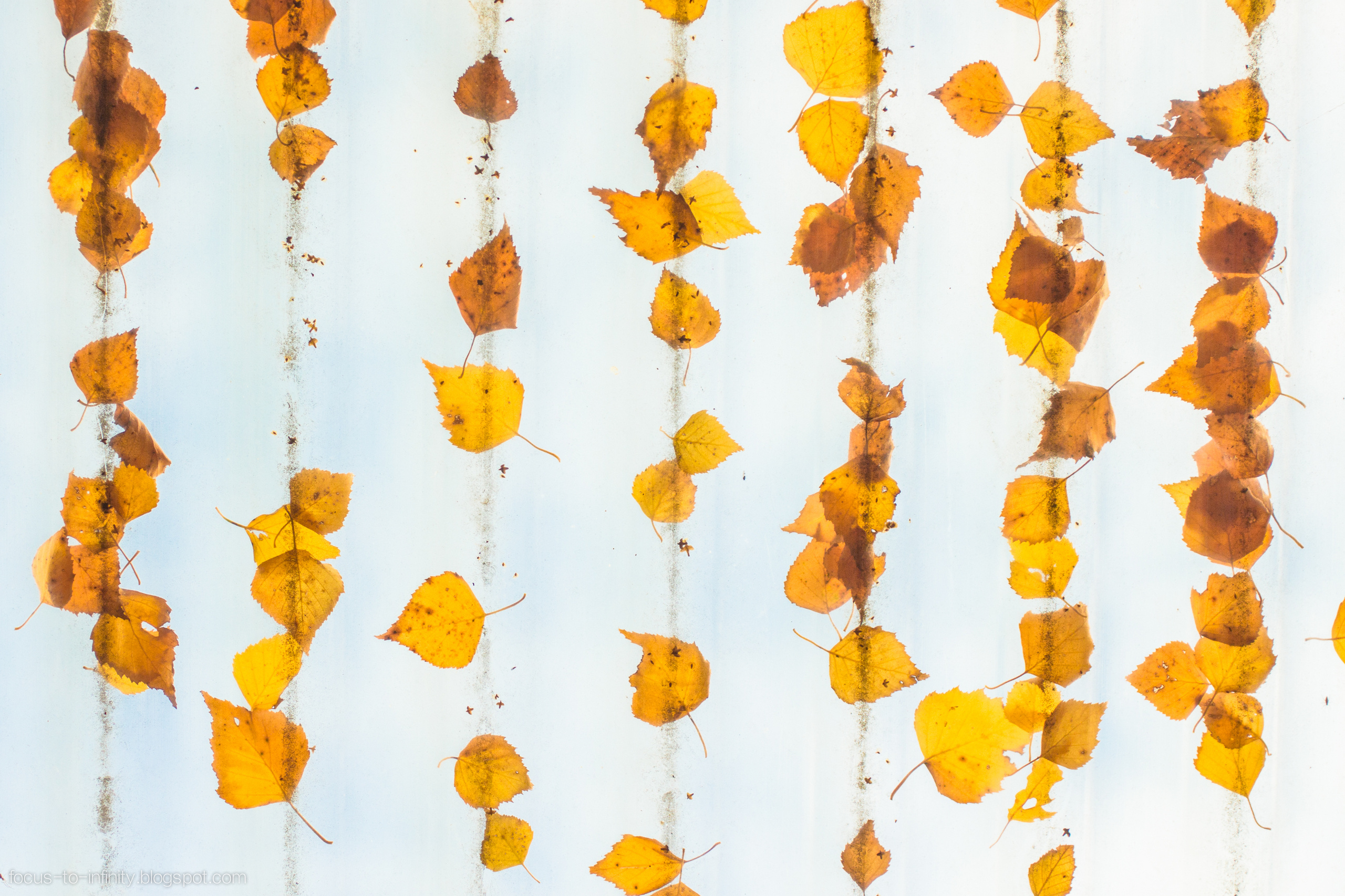 Goldener Herbst am Ufer der Wolga. Maria Chistyakovа — Fotografin in Karlsruhe, Baden-Baden und Umgebung