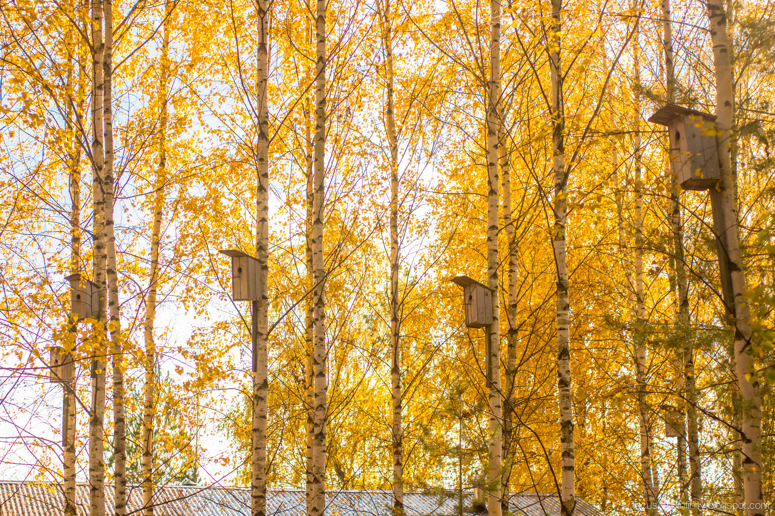 Goldener Herbst am Ufer der Wolga. Maria Chistyakovа — Fotografin in Karlsruhe, Baden-Baden und Umgebung