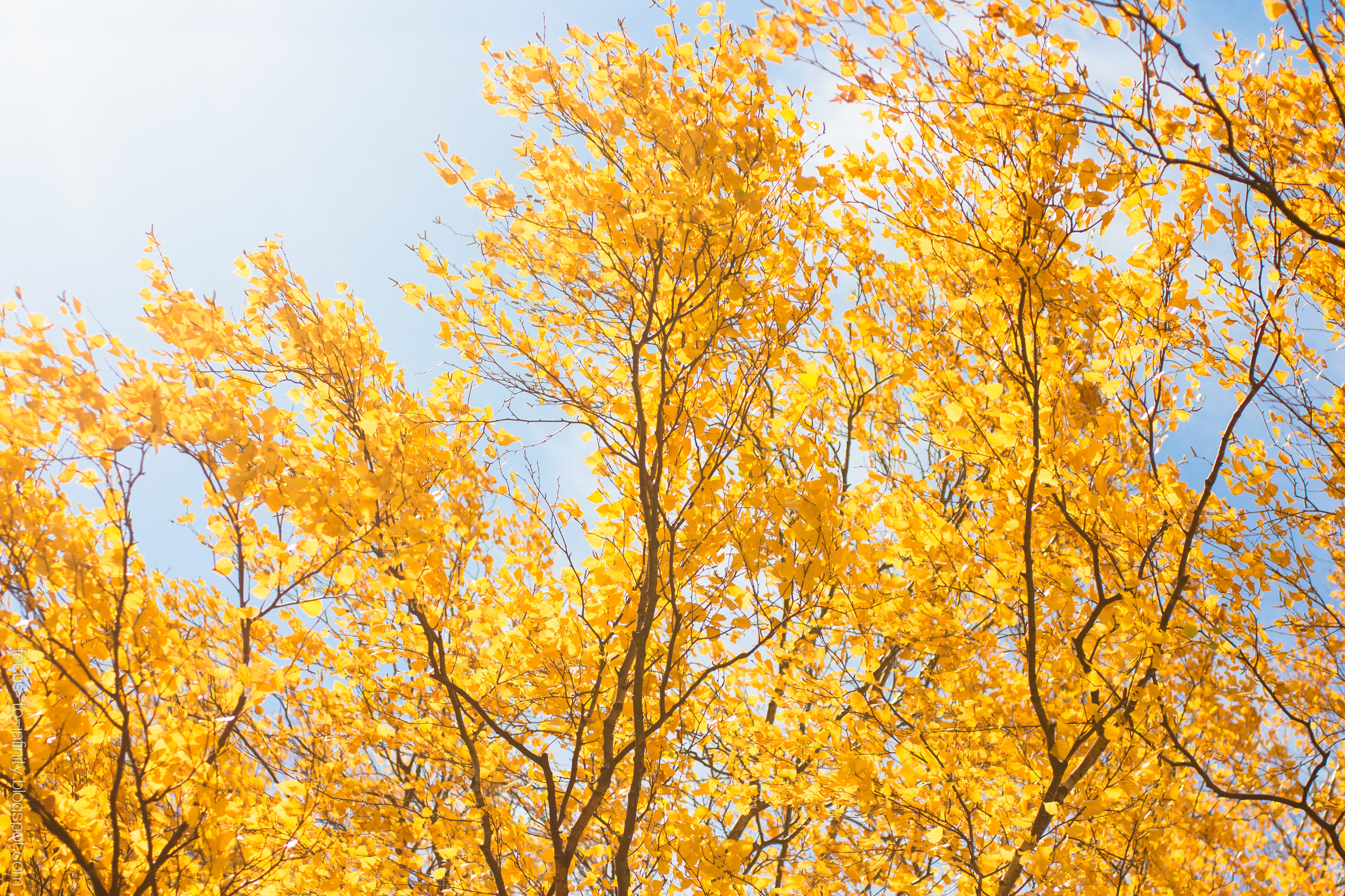 Goldener Herbst am Ufer der Wolga. Maria Chistyakovа — Fotografin in Karlsruhe, Baden-Baden und Umgebung