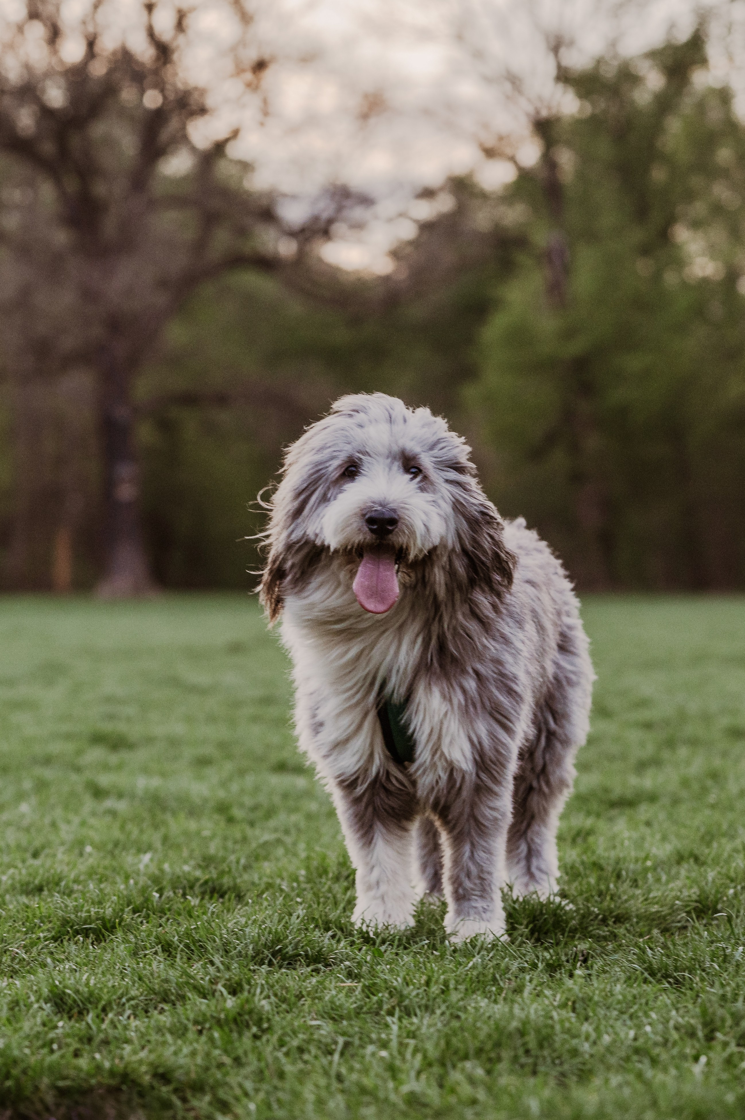 Spontanes Hunderudel im Rosental – Ori trifft neue Freunde. RawPeek