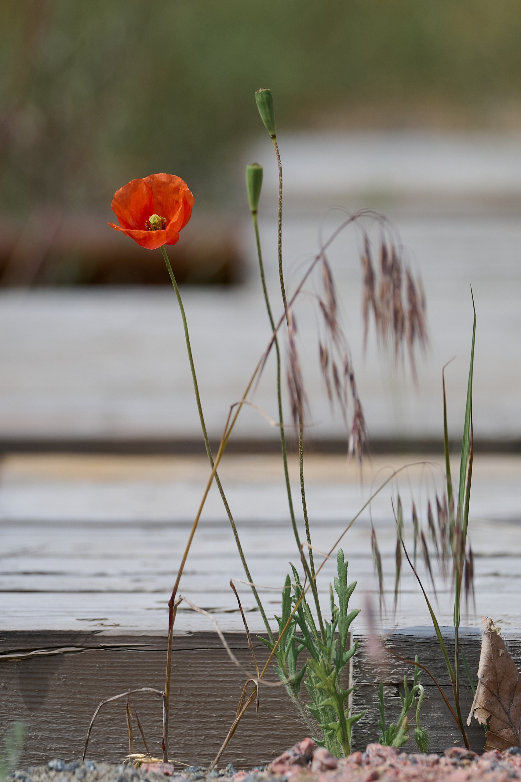 Åhus–Kristianstad Historic Journey. Yuri Popkov | Photographer