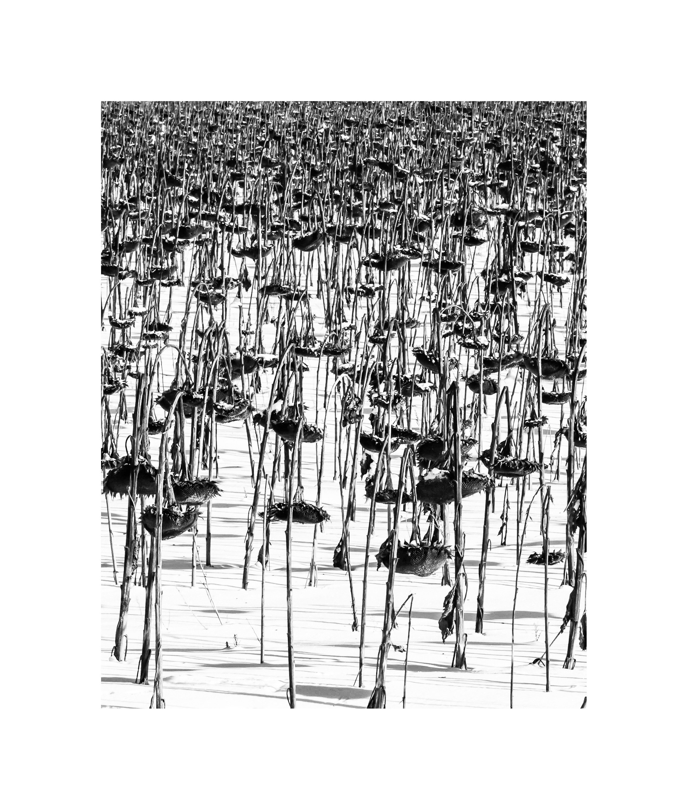 Gallery. Olga Häckel