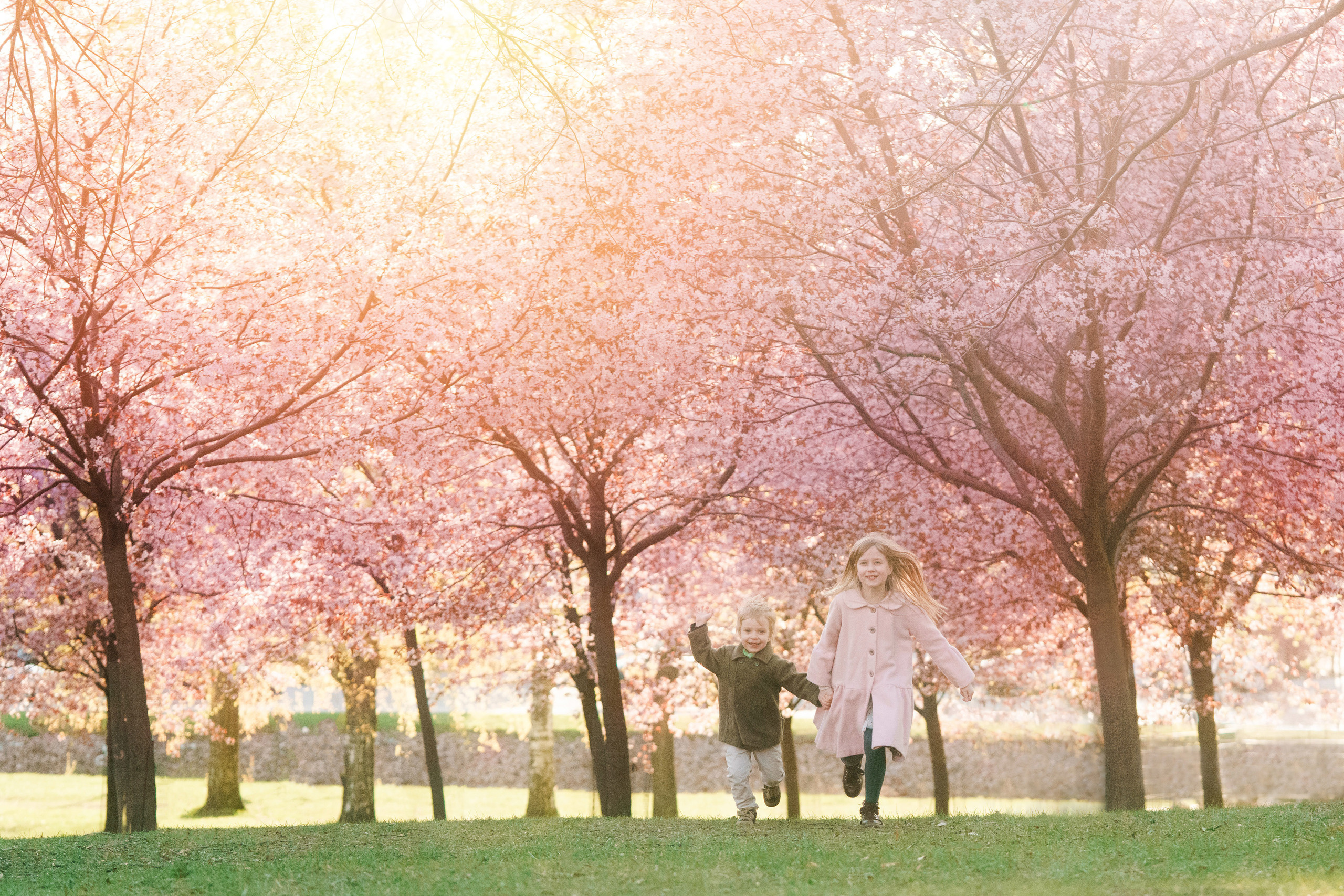 Valokuvaus kirsikkapuistossa