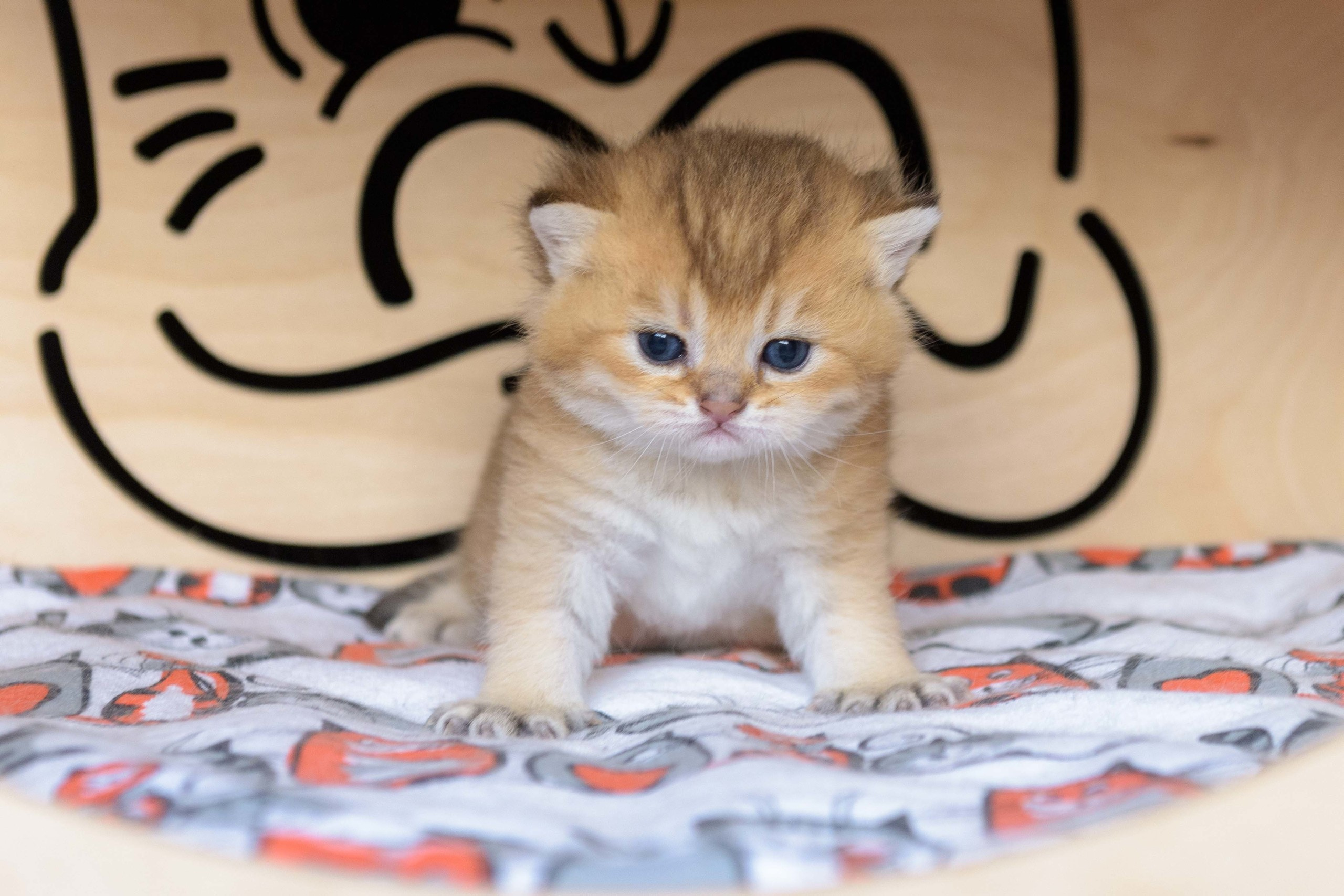 βρετανικη κοντοτριχη, εκτροφειο βρετανικης γατας αθηνα