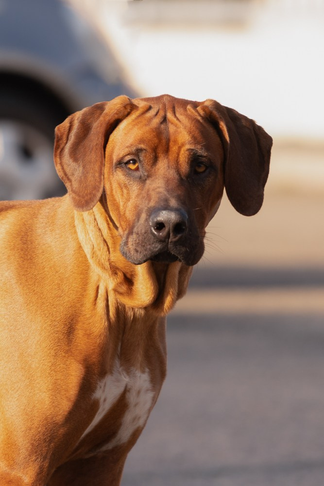 Photoshooting dog, studio fotografico, fotogafia cani a Riccione. Fotografa a Riccione, ritratti di bambini e famiglia, animali domestici