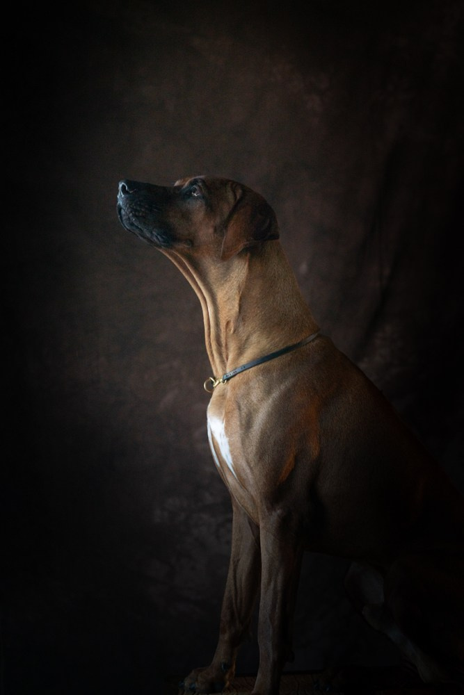 Photoshooting dog, studio fotografico, fotogafia cani a Riccione. Fotografa a Riccione, ritratti di bambini e famiglia, animali domestici