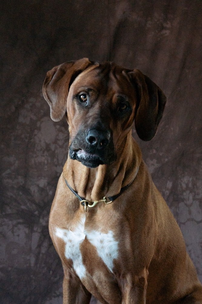 Photoshooting dog, studio fotografico, fotogafia cani a Riccione. Fotografa a Riccione, ritratti di bambini e famiglia, animali domestici