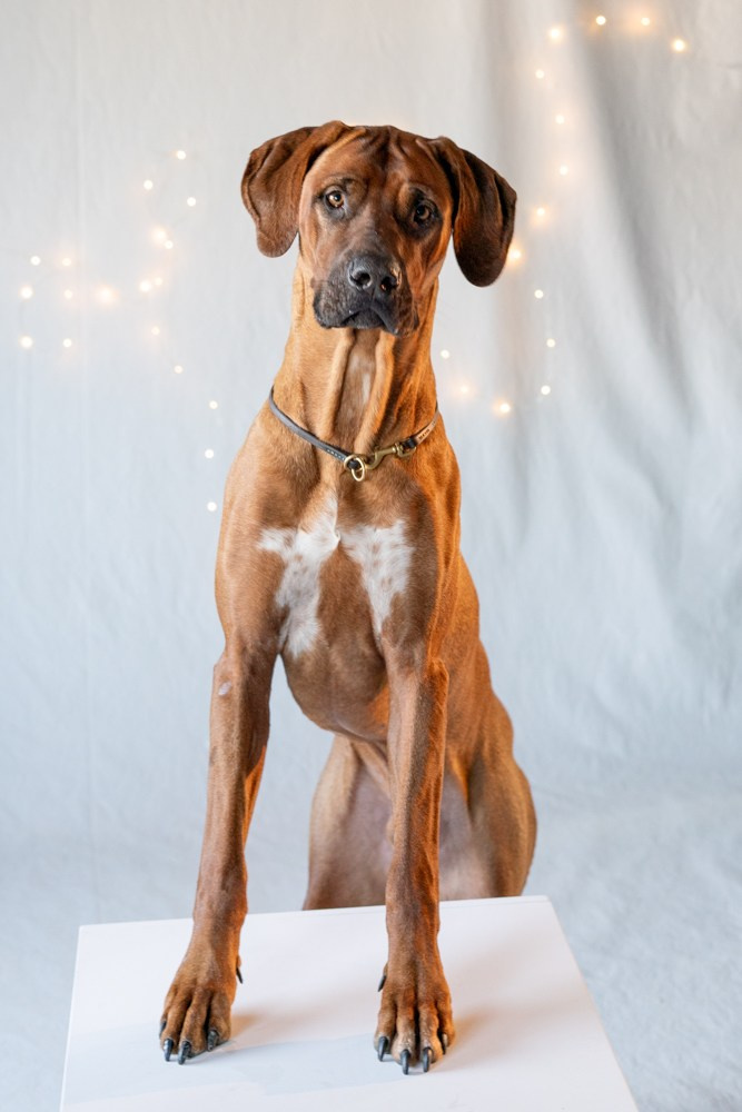 Photoshooting dog, studio fotografico, fotogafia cani a Riccione. Fotografa a Riccione, ritratti di bambini e famiglia, animali domestici