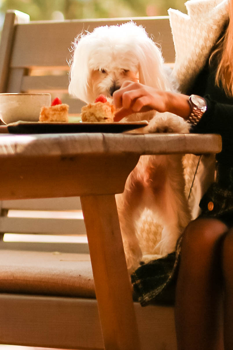 Вікторія. Фотограф в Чернівцях, Фотограф Чернівці