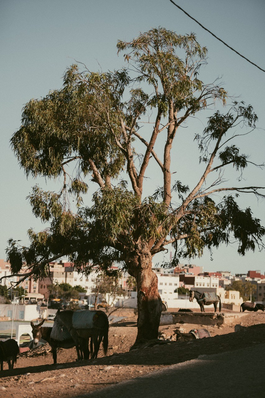 Travel and lifestyle photography. Dana Lišková — Empathetic Photographer | Introspective Artist |Neurodivergent Coach | Founder of Artepy.cz