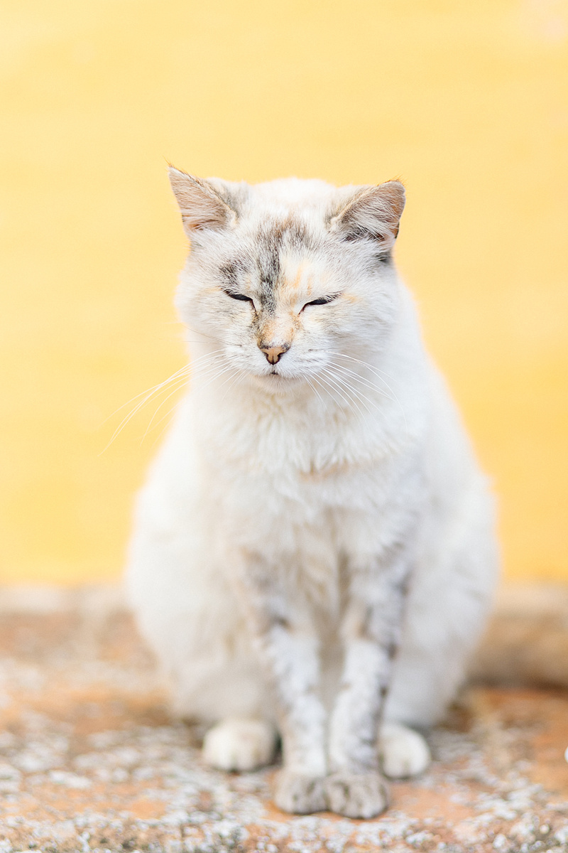 свадьба и фотограф в бенидорме, аликанте, барселоне