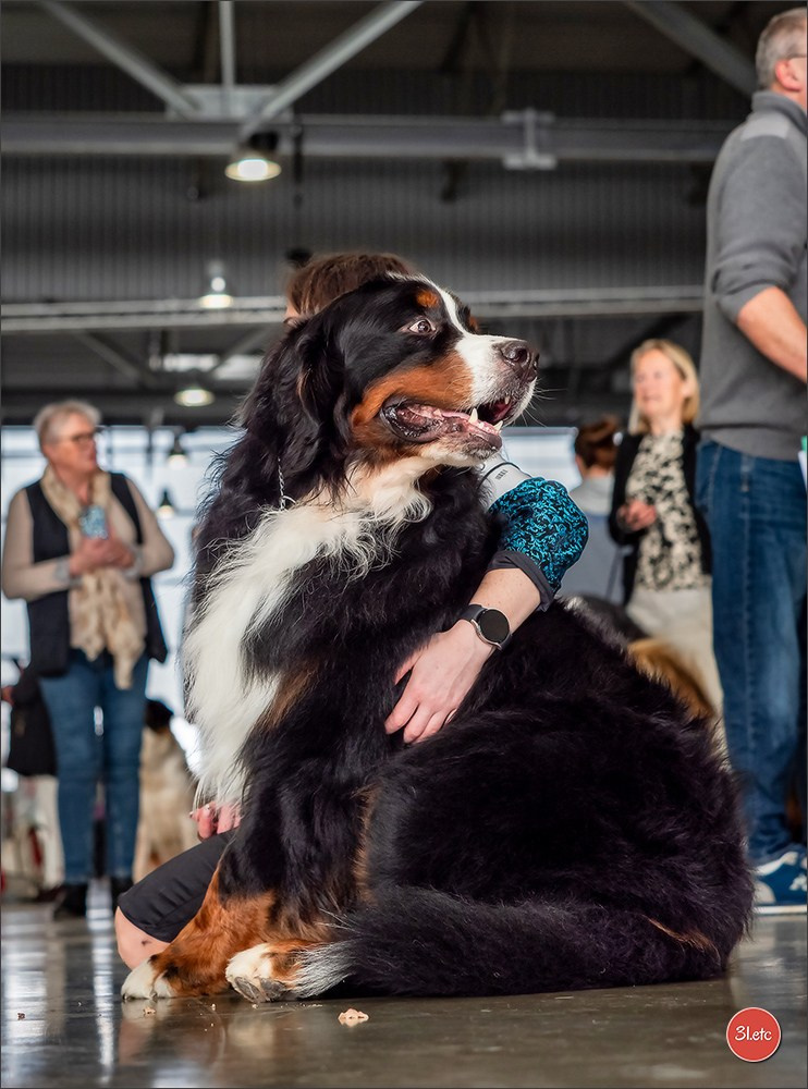 Expo canine 🇫🇷 Châlons-en-Champagne 22-23/02/2025. Photographe à Strasbourg | Portraits, Studio, Enfants, Événements