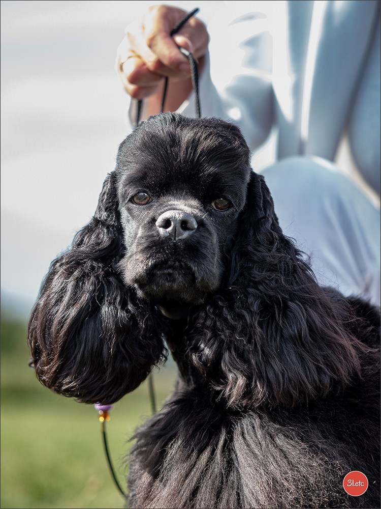 Expo canine 🇫🇷 MARGNY LES COMPIEGNE 06-07/09/2025. Photographe à Strasbourg | Portraits, Studio, Enfants, Événements