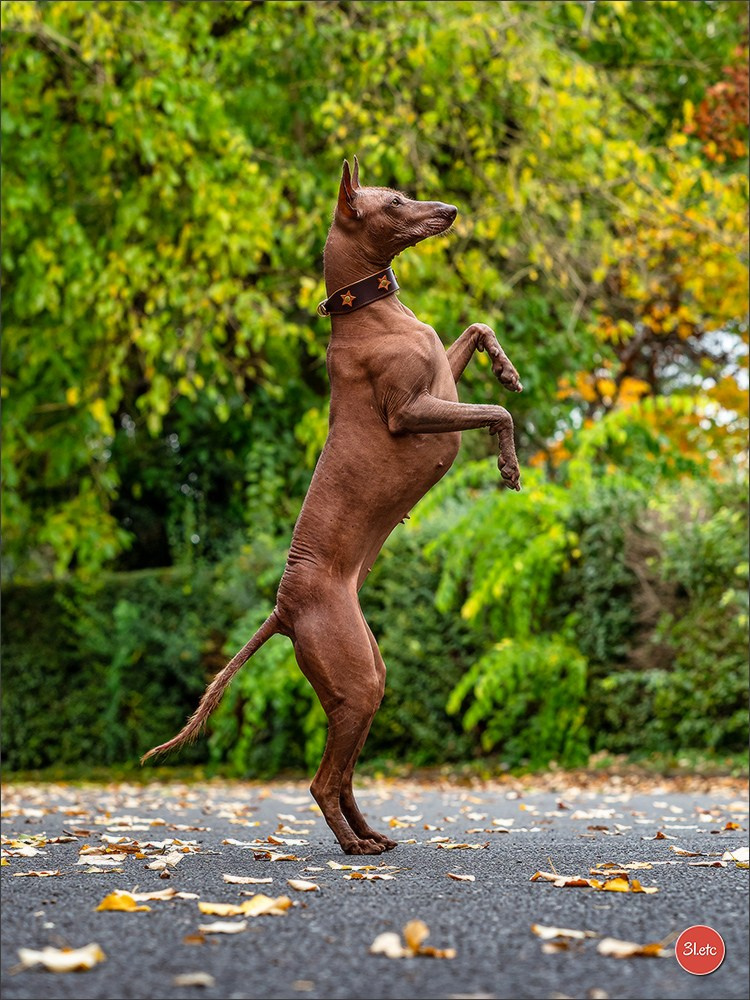Expo canine 🇫🇷 Poitiers 18-19/10/2025. Photographe à Strasbourg | Portraits, Studio, Enfants, Événements