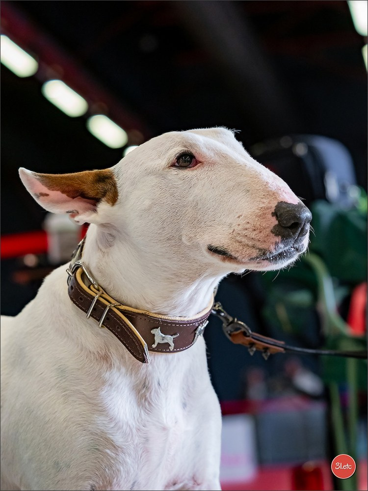Expo canine 🇫🇷 MARGNY LES COMPIEGNE 06-07/09/2025. Photographe à Strasbourg | Portraits, Studio, Enfants, Événements