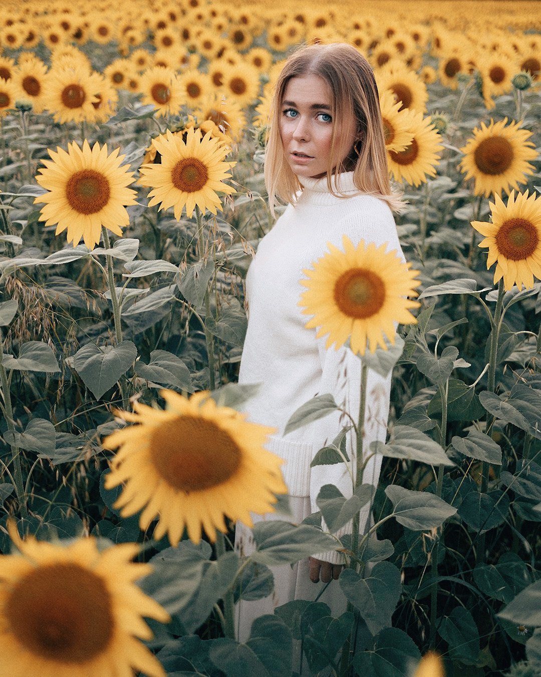August. Sunflowers. Family photograph in Munich Anastasia Vorobtsova
