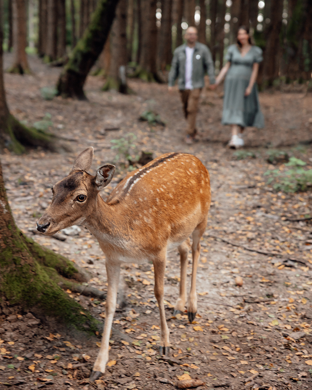 Alisa&Stefan. Фотограф в Мюнхене Анастасия Воробцова