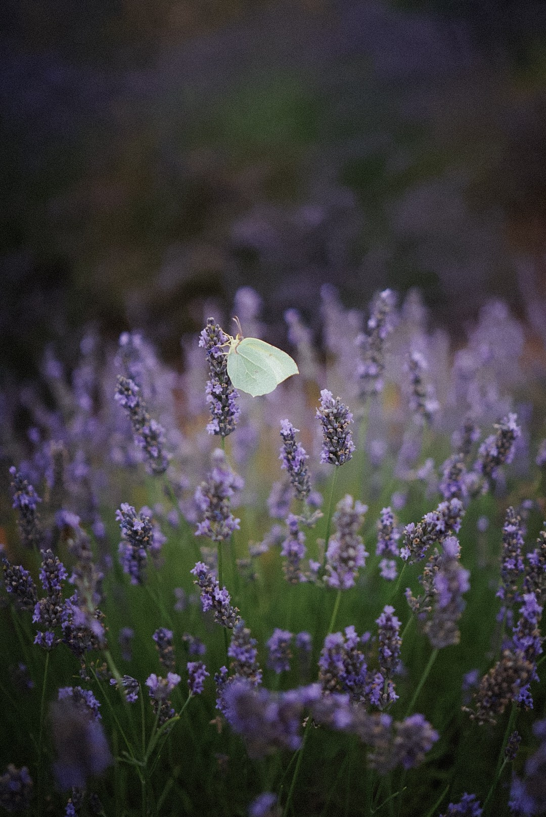 Le Verdon (Quinson, Esparron). Photographe à la Seyne sur Mer, Var
