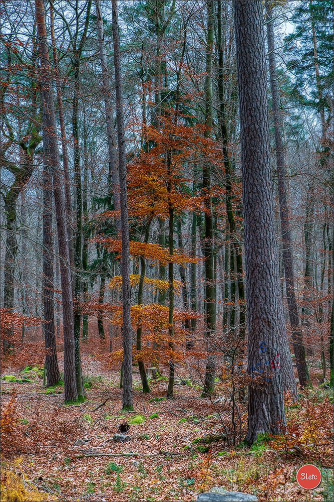 Rocher du Pfaffenlapp. Photographe à Strasbourg | Portraits, Studio, Enfants, Événements