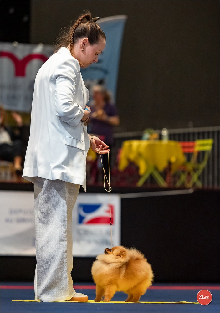 Expo canine   🇫🇷   Mulhouse 5-6/04/2025. Photographe à Strasbourg | Portraits, Studio, Enfants, Événements