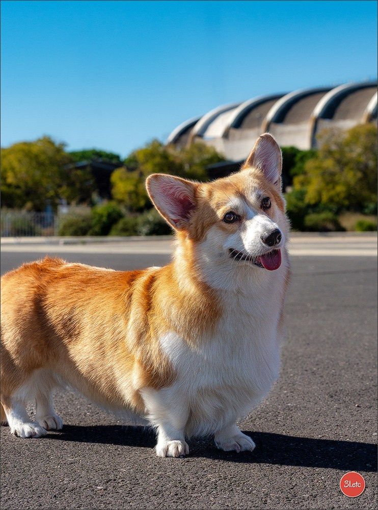 Expo canine 🇫🇷 Beziers 11-12/10/2025. Photographe à Strasbourg | Portraits, Studio, Enfants, Événements