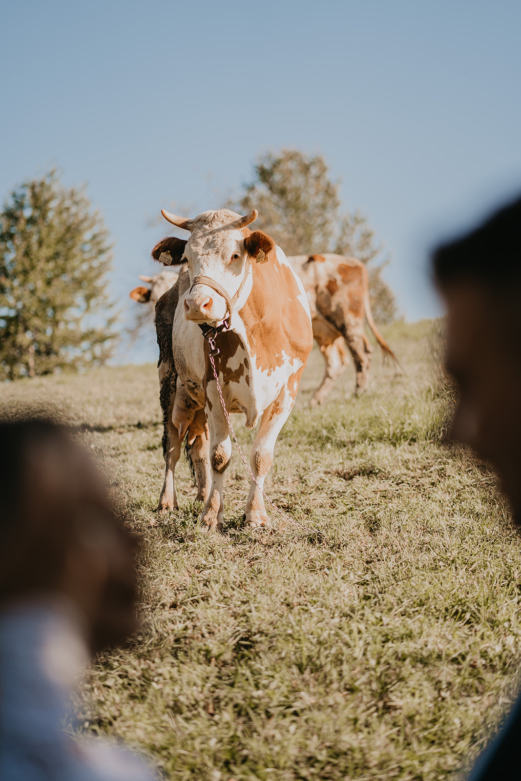 Aida + Nedim | Sarajevo. Profesionalna Fotografija i Videografija | Sarajevo | yasinemir.com