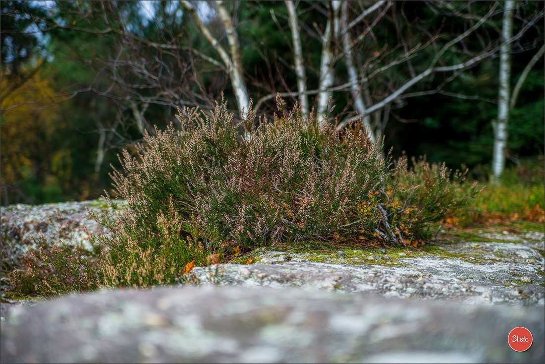 Rocher du Pfaffenlapp. Photographe à Strasbourg | Portraits, Studio, Enfants, Événements