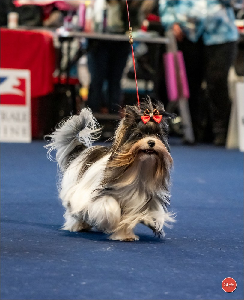 Expo canine   🇫🇷   Mulhouse 5-6/04/2025. Photographe à Strasbourg | Portraits, Studio, Enfants, Événements