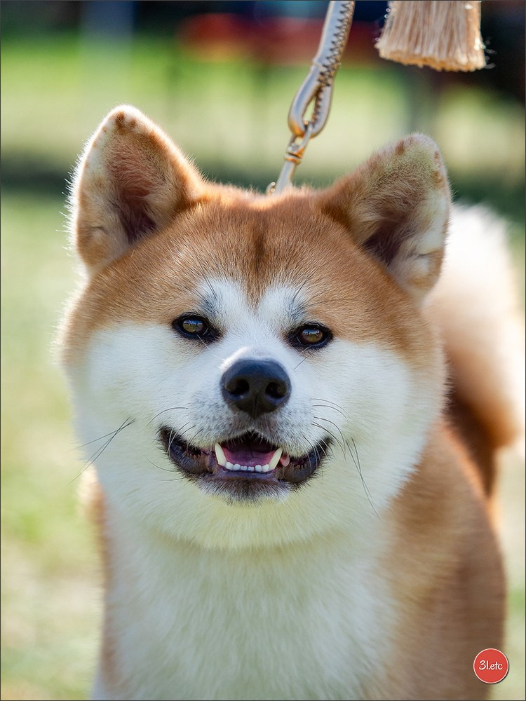 Dog Show Hallbergmoos  🇩🇪  11-13/07/2025. Photographe à Strasbourg | Portraits, Studio, Enfants, Événements