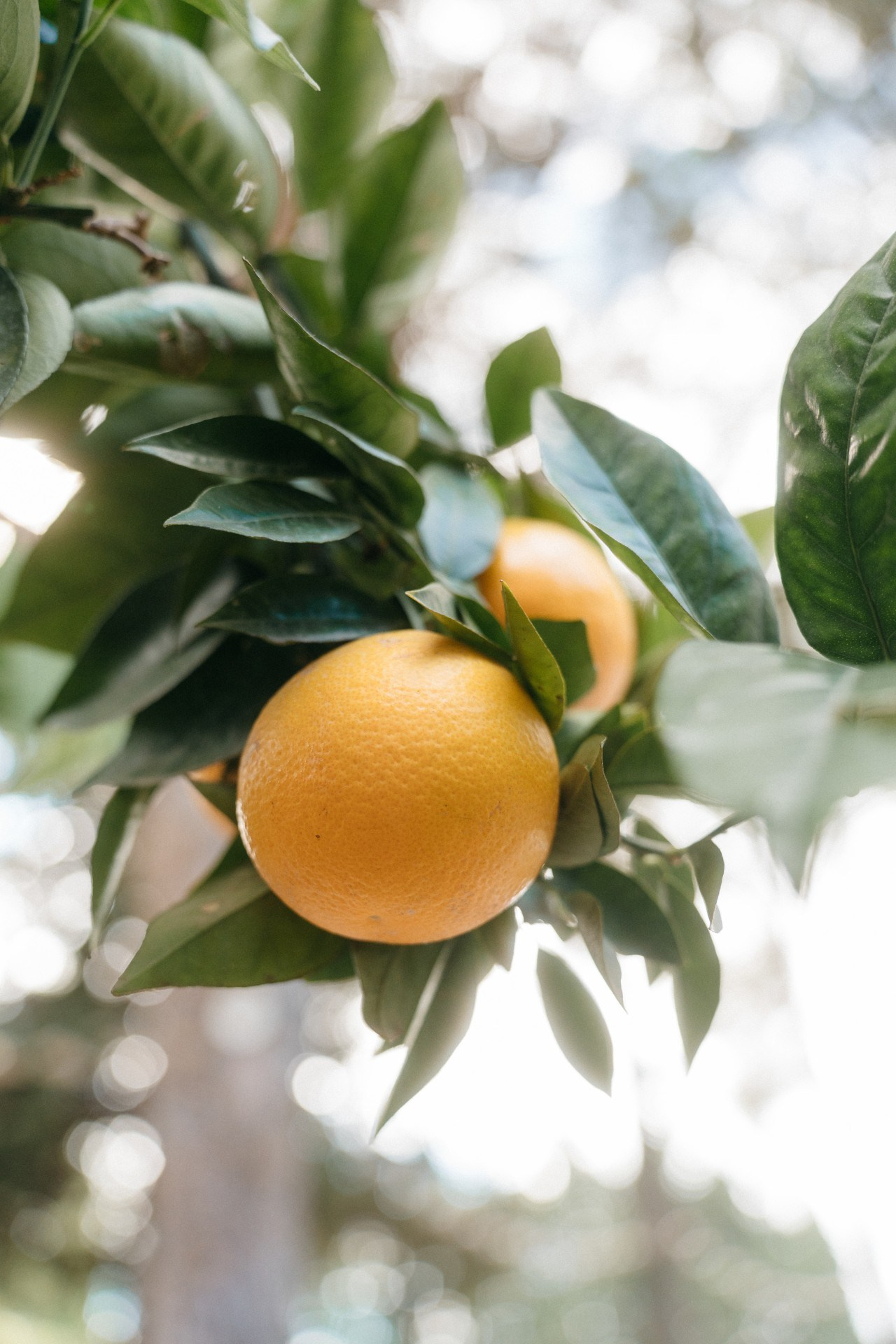 Provence & Promises. Wedding photograper — Alex Popov photography Germany, Switzerland, Italy, France. Based in Stuttgart