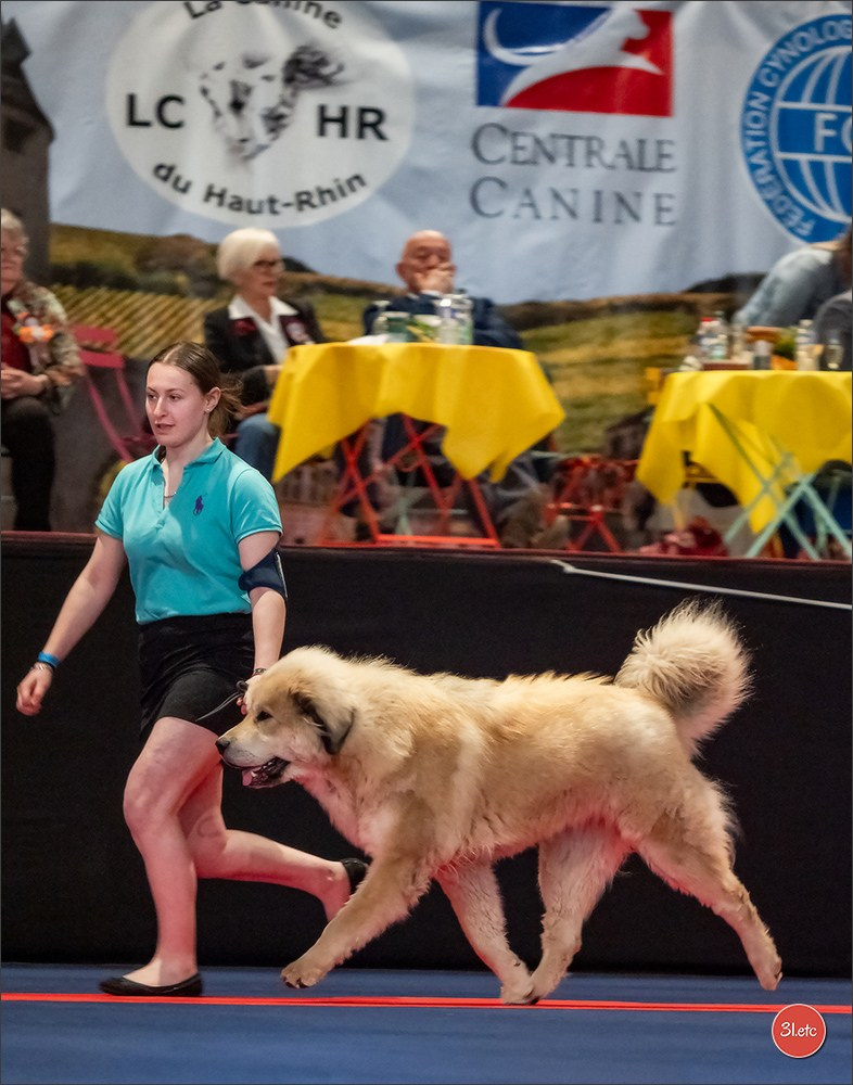 Expo canine   🇫🇷   Mulhouse 5-6/04/2025. Photographe à Strasbourg | Portraits, Studio, Enfants, Événements