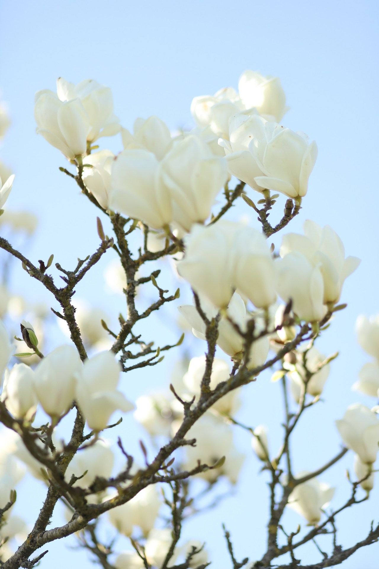 Testimonials. Family & children’s photographer in Herts & West London Iryna Blair