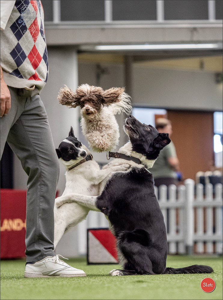 Dog Show Ludwigshafen  🇩🇪  16-17/08/2025. Photographe à Strasbourg | Portraits, Studio, Enfants, Événements