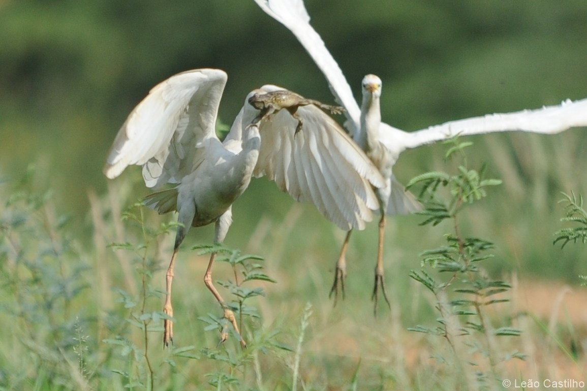 Photos of animals. Simbahalu