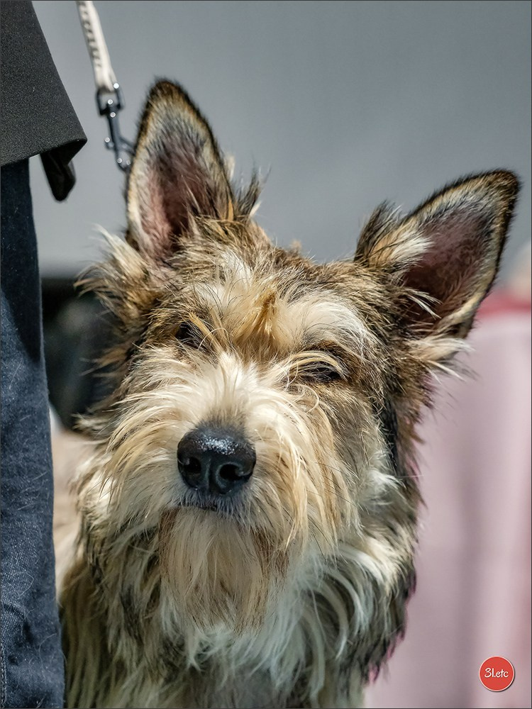 Expo canine 🇫🇷 Beziers 11-12/10/2025. Photographe à Strasbourg | Portraits, Studio, Enfants, Événements