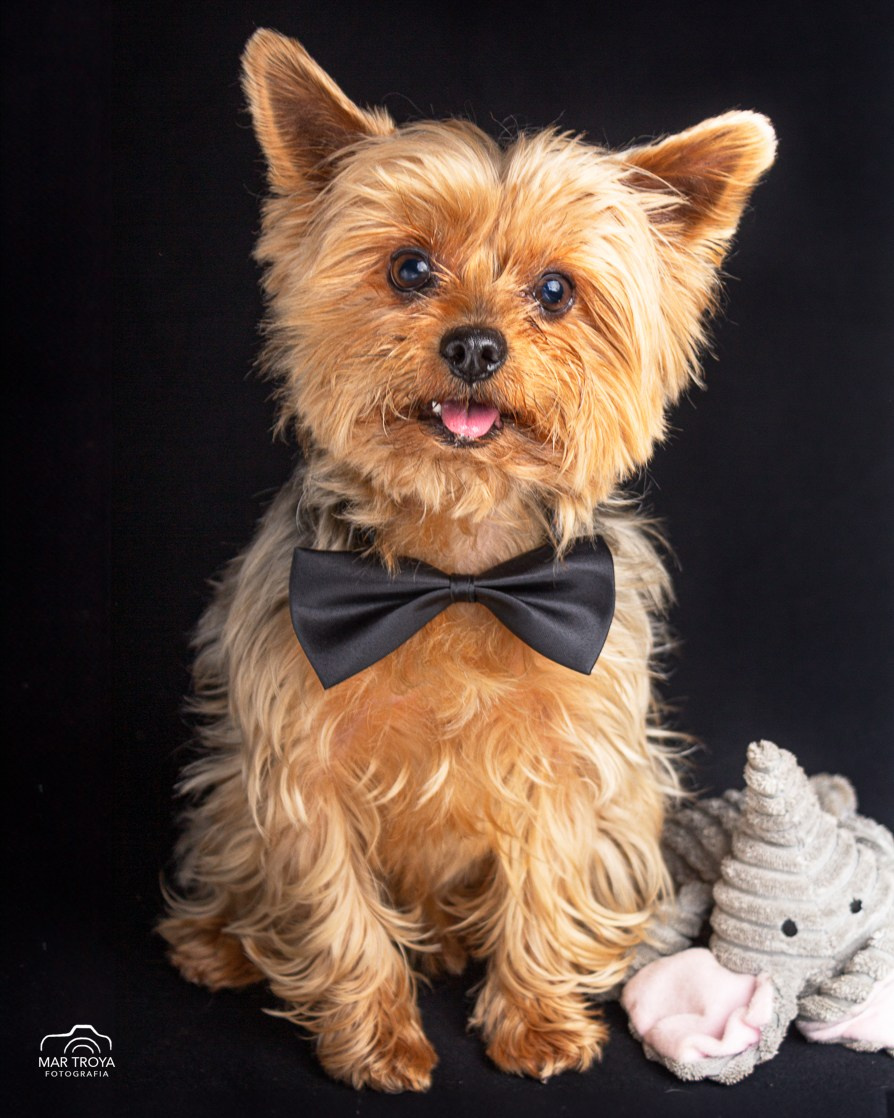 Fotos con huella, fotografía de perros y mascotas en Sevilla