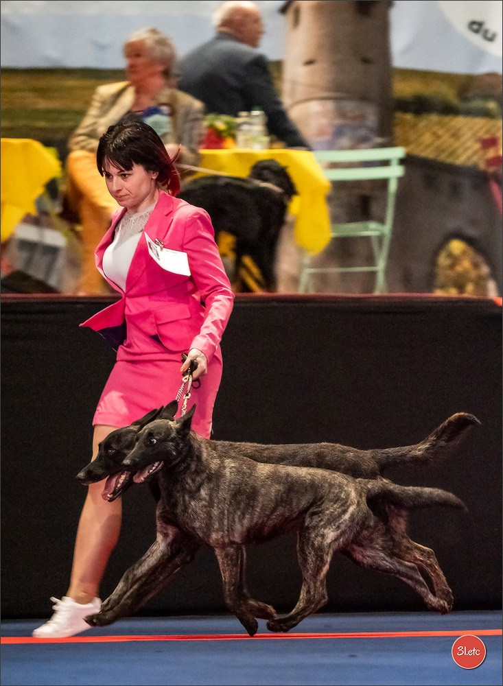 Expo canine   🇫🇷   Mulhouse 5-6/04/2025. Photographe à Strasbourg | Portraits, Studio, Enfants, Événements