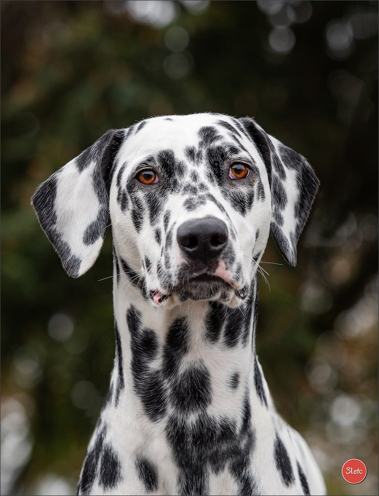 Expo canine 🇫🇷 Poitiers 18-19/10/2025. Photographe à Strasbourg | Portraits, Studio, Enfants, Événements