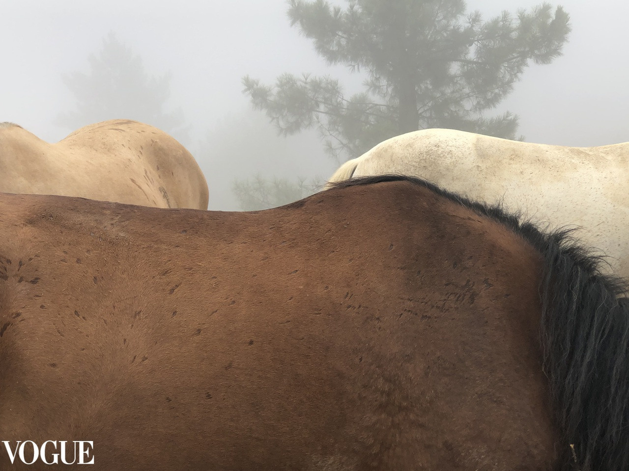 Fine Art Photographer, summer in Portugal, surrounded by nature and of three horses in the fog