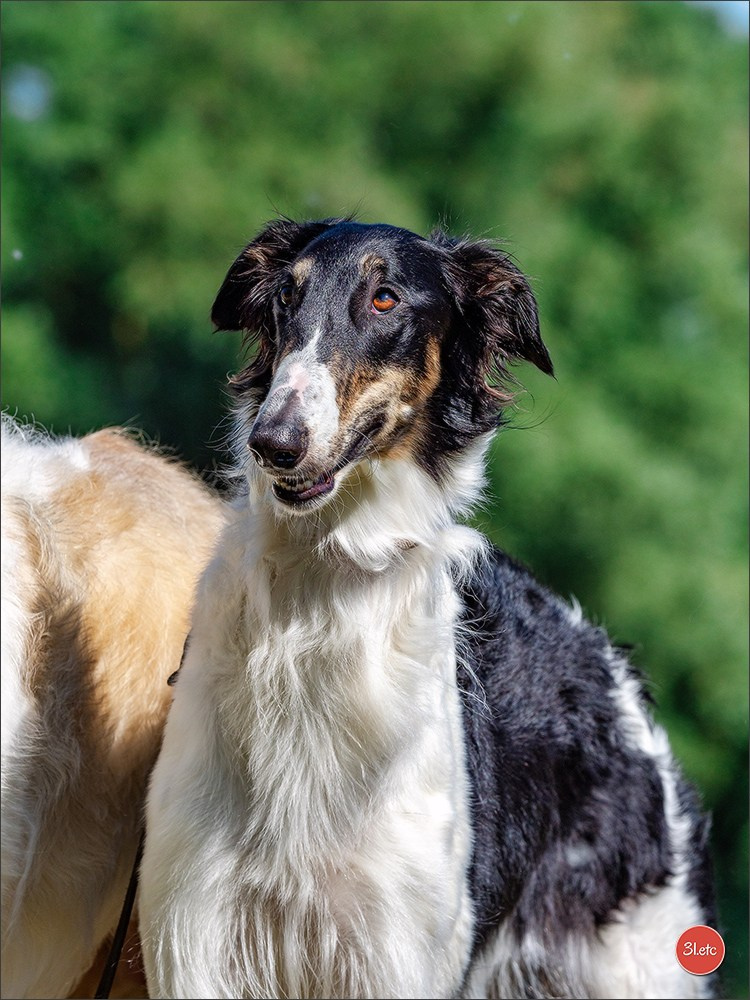 Dog Show Hallbergmoos  🇩🇪  11-13/07/2025. Photographe à Strasbourg | Portraits, Studio, Enfants, Événements