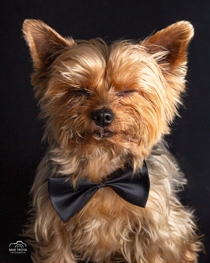 Fotos con huella, fotografía de perros y mascotas en Sevilla