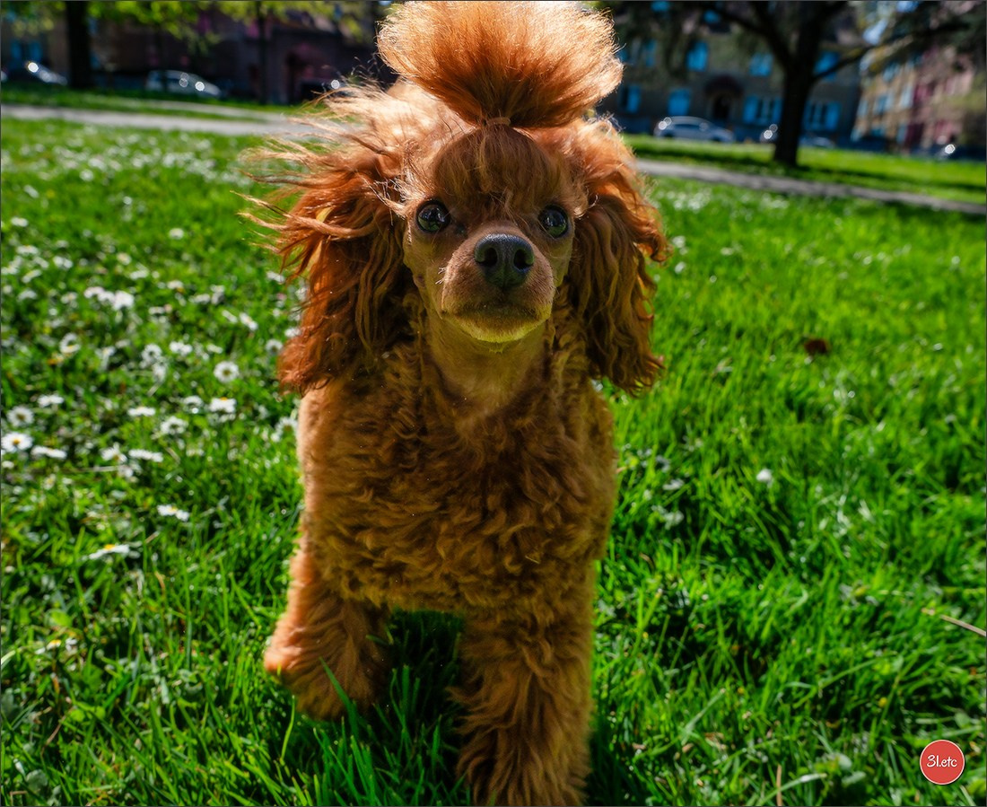 Expo canine   🇫🇷   Mulhouse 5-6/04/2025. Photographe à Strasbourg | Portraits, Studio, Enfants, Événements
